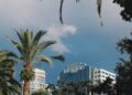 palm trees and a building