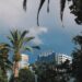 palm trees and a building