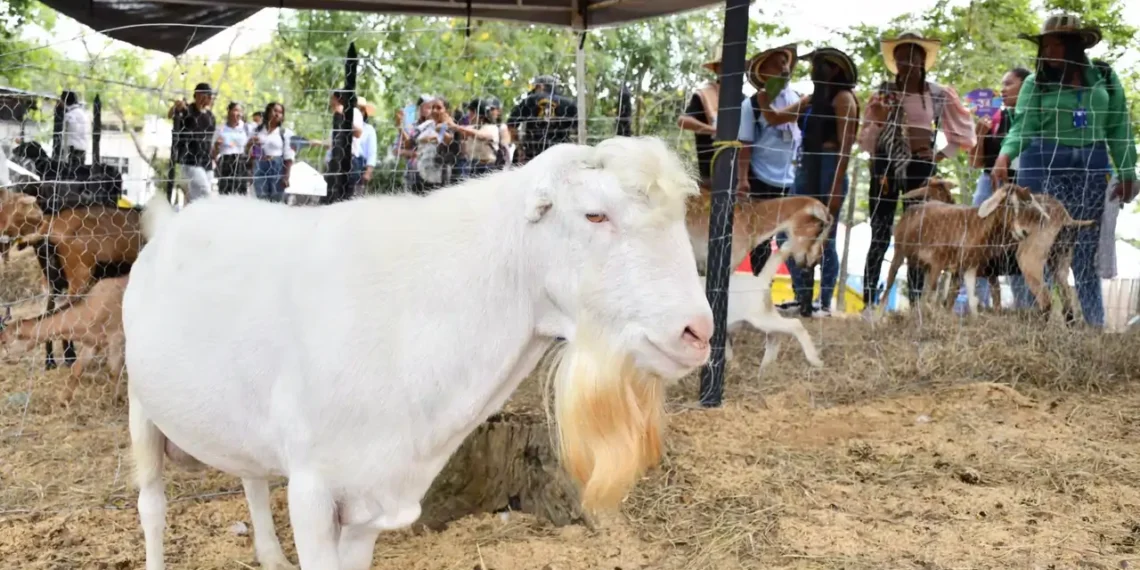 El cabro “Donald Trump” de Unicórdoba ha demostrado una capacidad reproductiva extraordinaria