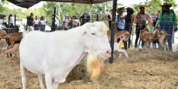 El cabro “Donald Trump” de Unicórdoba ha demostrado una capacidad reproductiva extraordinaria