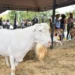 El cabro “Donald Trump” de Unicórdoba ha demostrado una capacidad reproductiva extraordinaria